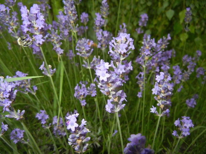 Lavender_Lavanda (2016, June 12) Lavender_Lavanda (2016, June 12)