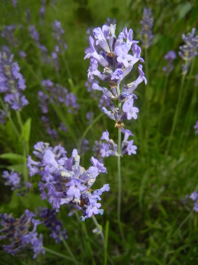 Lavender_Lavanda (2016, June 12) Lavender_Lavanda (2016, June 12)