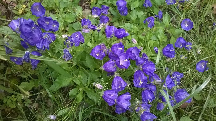 Campanula Carpatica - Phlox si alte perene