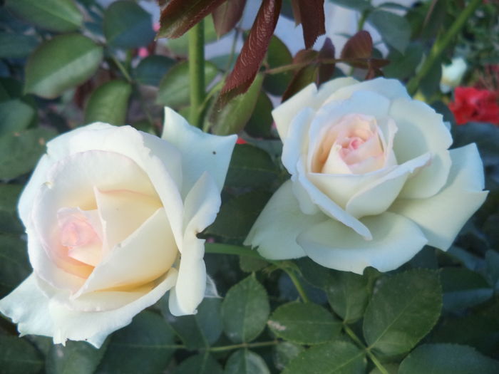 2 iulie A doua inflorire