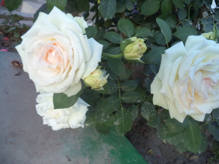 2 iulie A doua inflorire