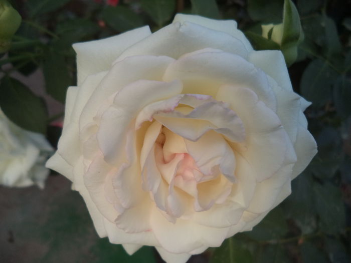 2 iulie A doua inflorire