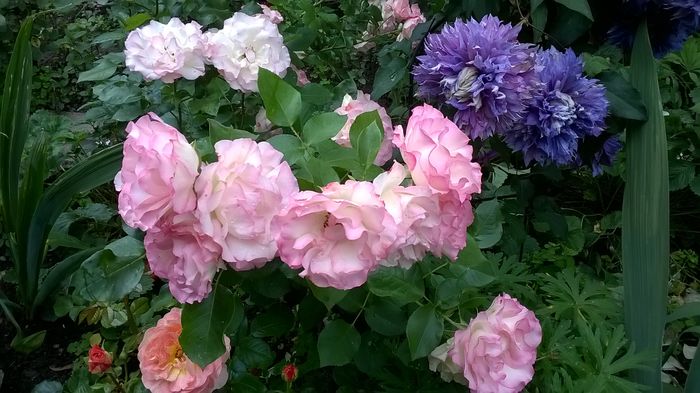 Carmagnole - 2016 Gradina rozelor
