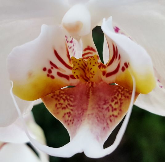  - Phalaenopsis 1