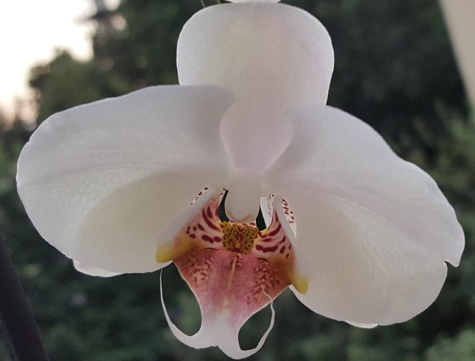  - Phalaenopsis 1