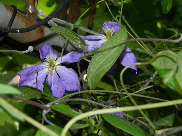DSCN1603 - 2016 BRUGMANSII_CLEMATITE_HORTENSII 3