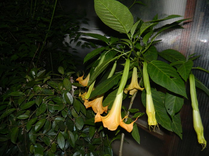 DSCN1663 - 2016 BRUGMANSII_CLEMATITE_HORTENSII 3