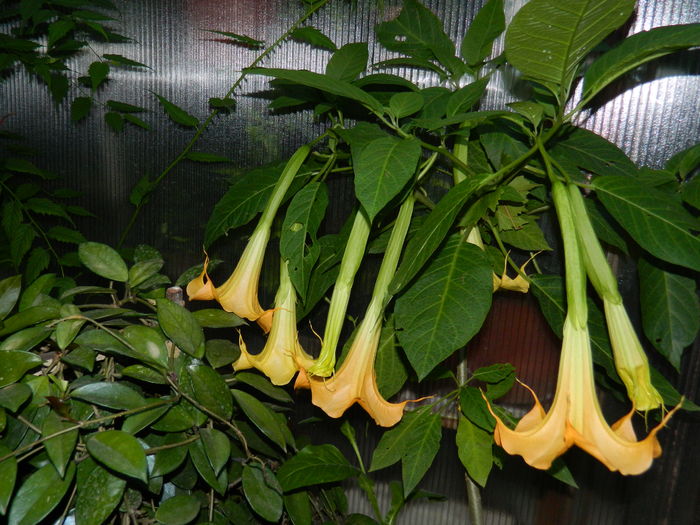 DSCN1665 - 2016 BRUGMANSII_CLEMATITE_HORTENSII 3