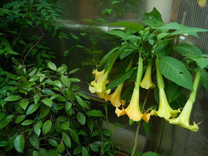 DSCN1684 - 2016 BRUGMANSII_CLEMATITE_HORTENSII 3