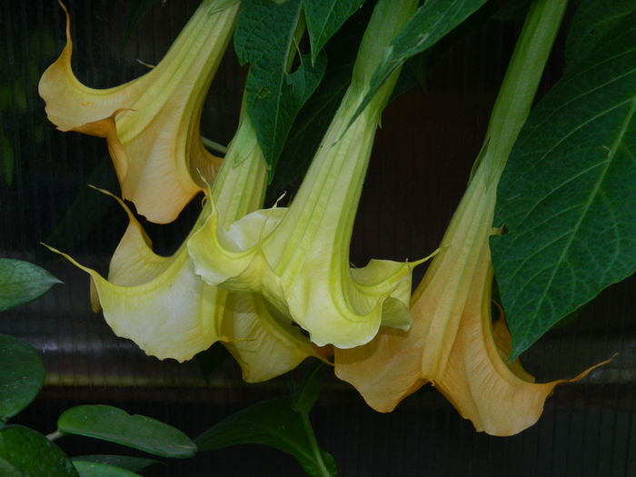 DSCN1686 - 2016 BRUGMANSII_CLEMATITE_HORTENSII 3