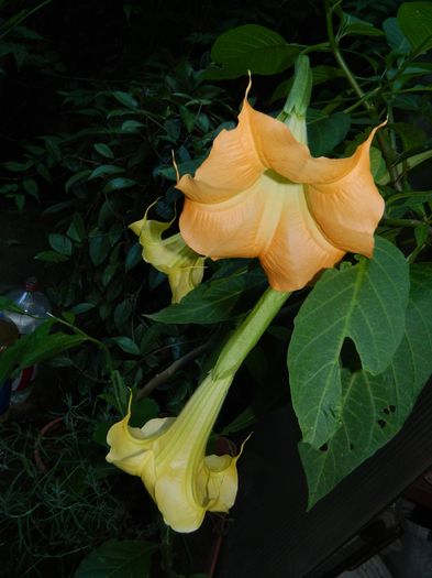 DSCN1700 - 2016 BRUGMANSII_CLEMATITE_HORTENSII 3
