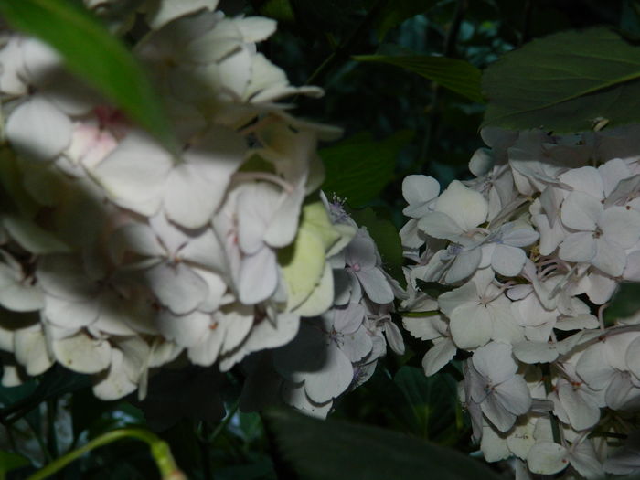 DSCN1728 - 2016 BRUGMANSII_CLEMATITE_HORTENSII 3