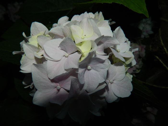 DSCN1732 - 2016 BRUGMANSII_CLEMATITE_HORTENSII 3