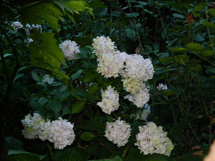DSCN1734 - 2016 BRUGMANSII_CLEMATITE_HORTENSII 3
