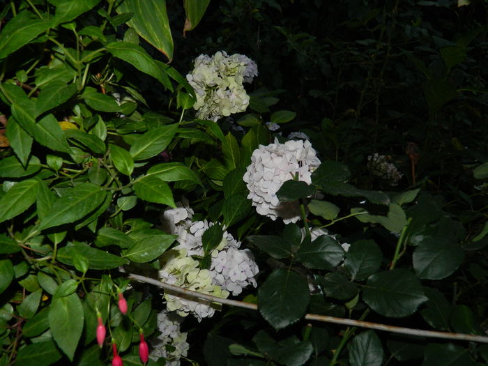 DSCN1894 - 2016 BRUGMANSII_CLEMATITE_HORTENSII 3
