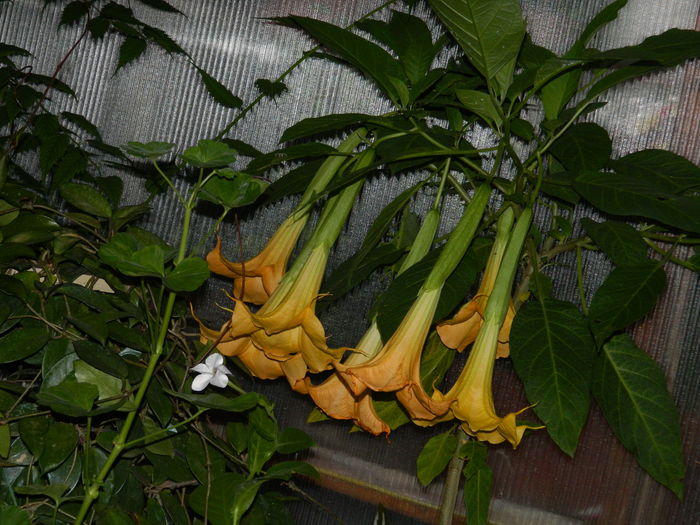 DSCN1899 - 2016 BRUGMANSII_CLEMATITE_HORTENSII 3