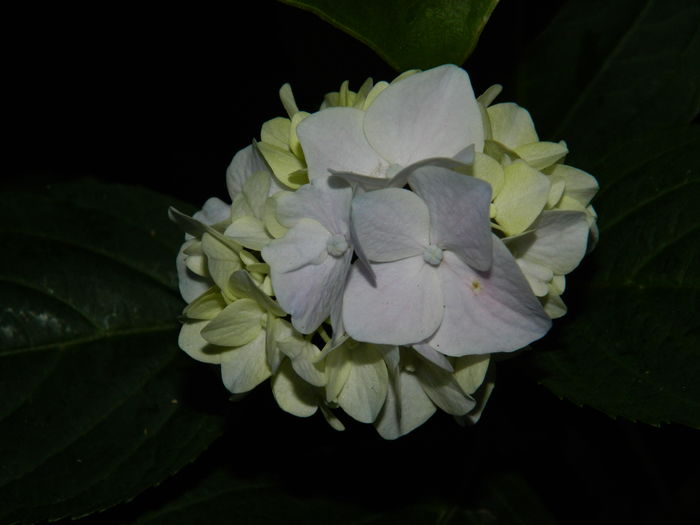 DSCN1928 - 2016 BRUGMANSII_CLEMATITE_HORTENSII 3
