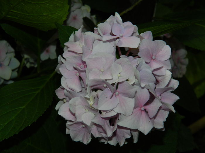 DSCN1929 - 2016 BRUGMANSII_CLEMATITE_HORTENSII 3