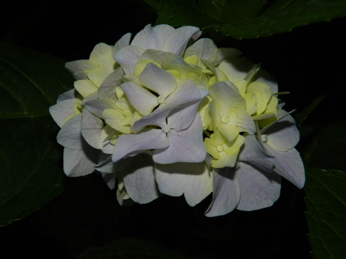 DSCN1930 - 2016 BRUGMANSII_CLEMATITE_HORTENSII 3