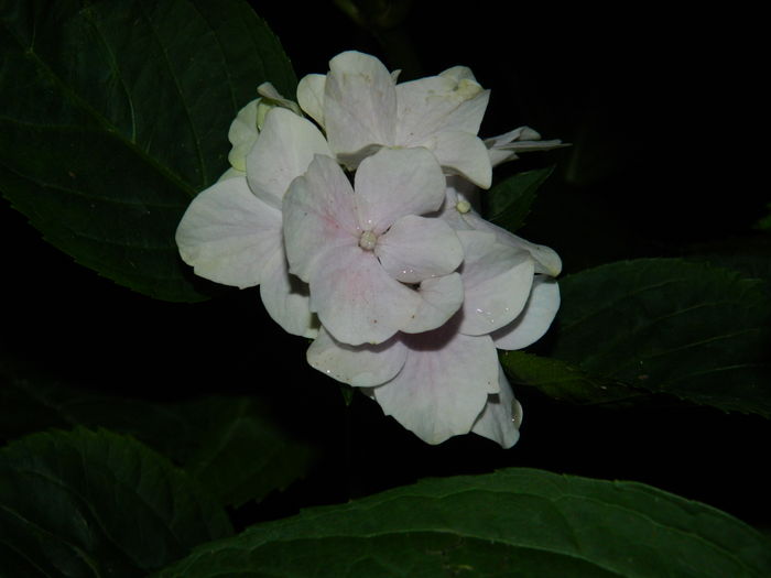 DSCN1931 - 2016 BRUGMANSII_CLEMATITE_HORTENSII 3