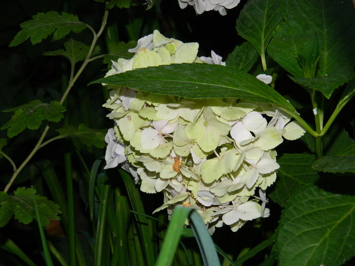 DSCN1983 - 2016 BRUGMANSII_CLEMATITE_HORTENSII 3