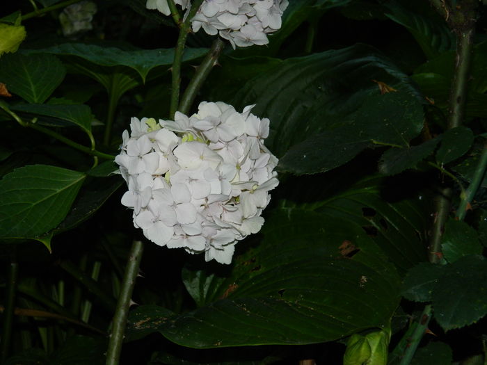 DSCN1984 - 2016 BRUGMANSII_CLEMATITE_HORTENSII 3
