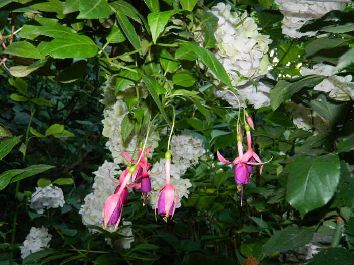 DSCN1987 - 2016 BRUGMANSII_CLEMATITE_HORTENSII 3