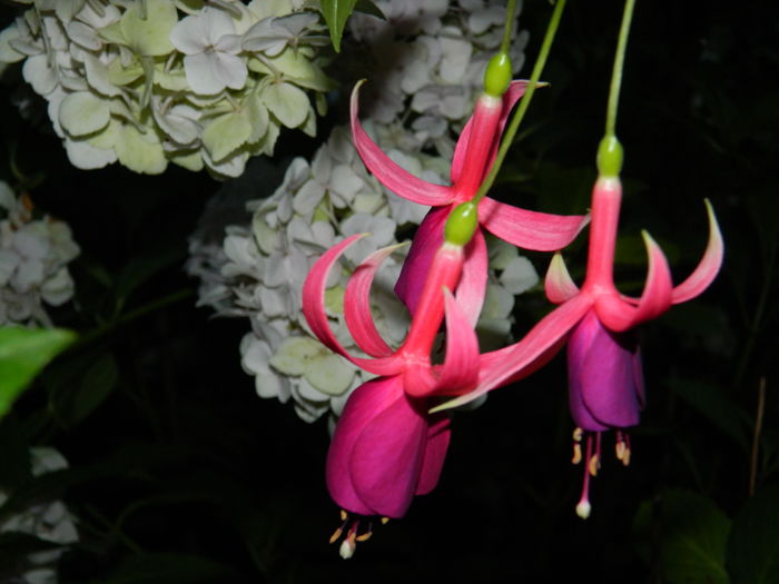 DSCN1989 - 2016 BRUGMANSII_CLEMATITE_HORTENSII 3
