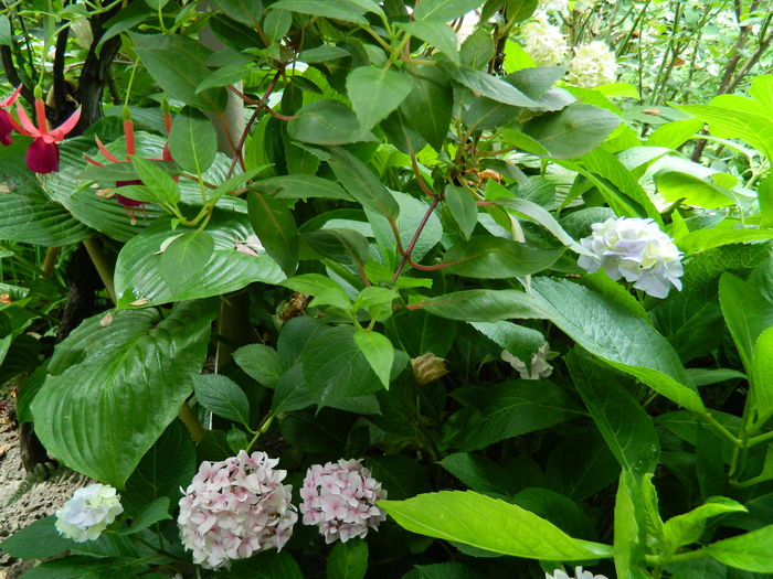 DSCN2001 - 2016 BRUGMANSII_CLEMATITE_HORTENSII 3