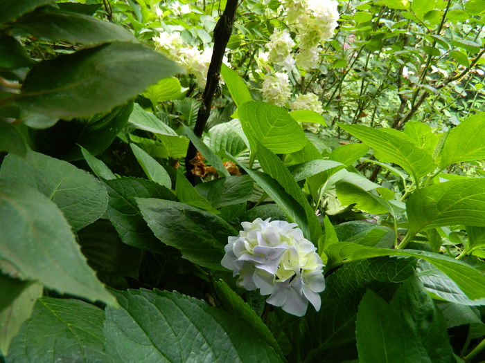 DSCN2002 - 2016 BRUGMANSII_CLEMATITE_HORTENSII 3