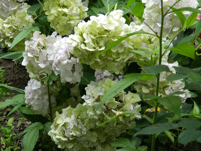 DSCN2031 - 2016 BRUGMANSII_CLEMATITE_HORTENSII 3