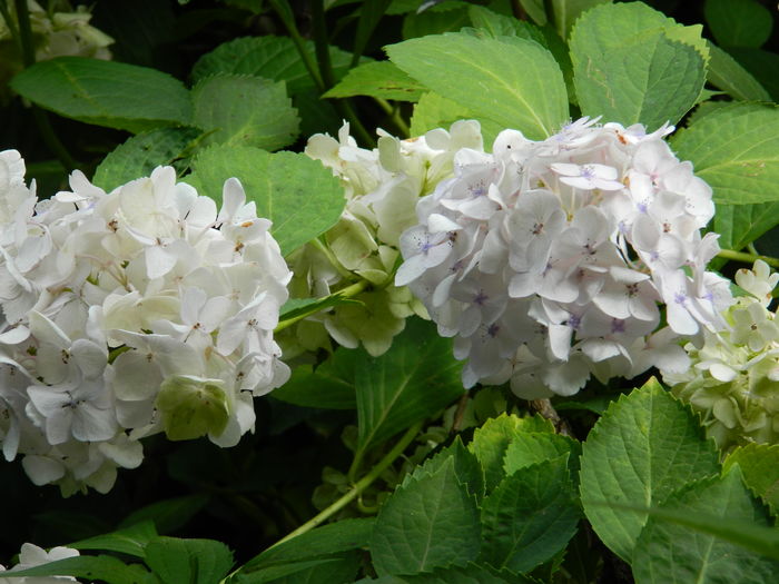 DSCN2035 - 2016 BRUGMANSII_CLEMATITE_HORTENSII 3