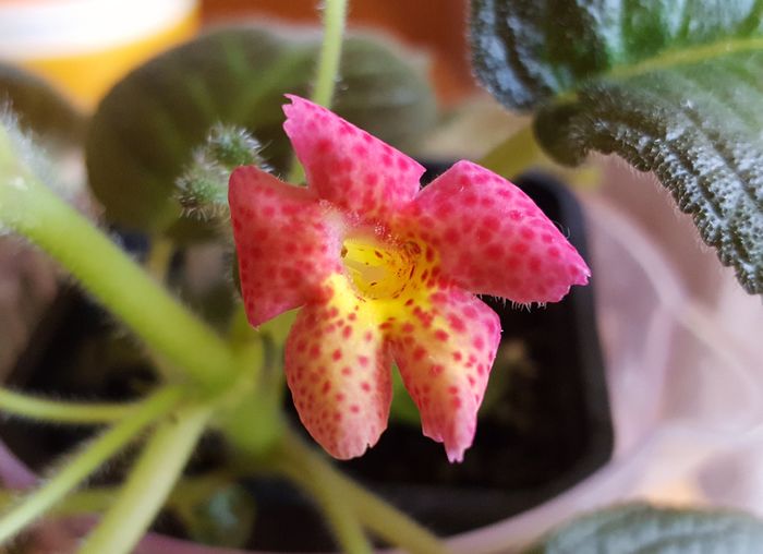  - Episcia