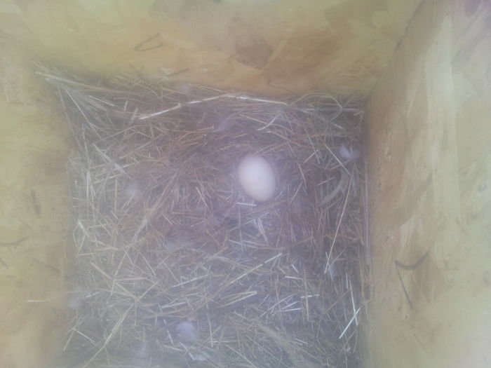 primul ou din tura a doua pe 06.07.2016