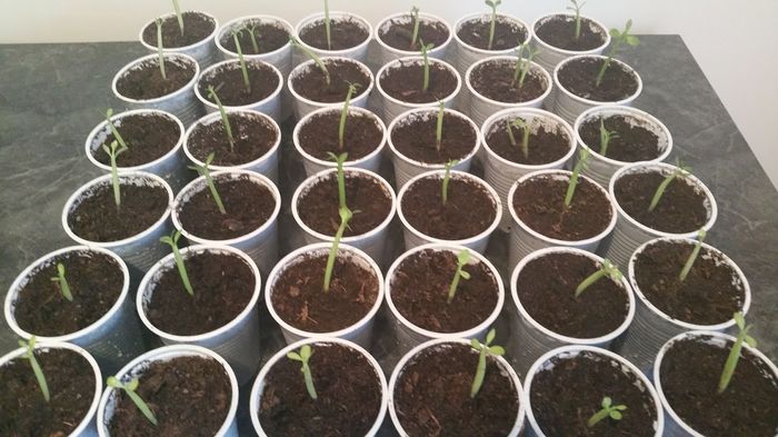 Au inceput sa creasca Grasuneiii