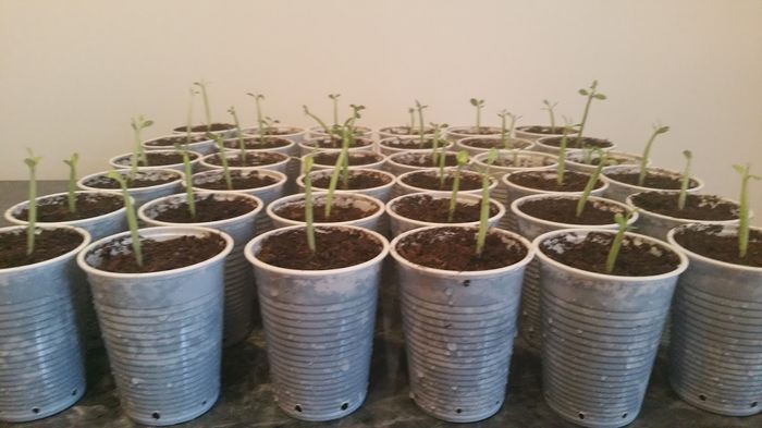 Au inceput sa creasca Grasuneiii