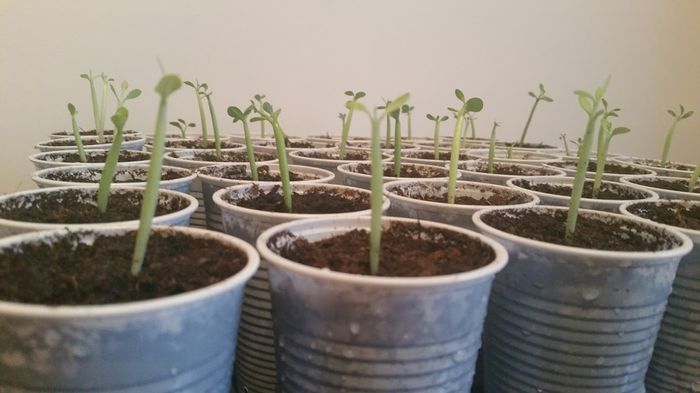 Au inceput sa creasca Grasuneiii