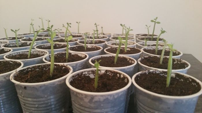 Au inceput sa creasca Grasuneiii