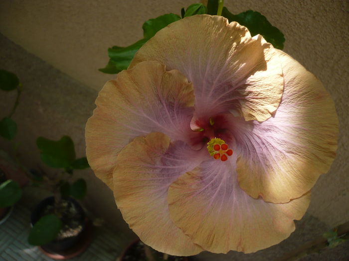 P1280005 - HIBISCUSI 2016-3