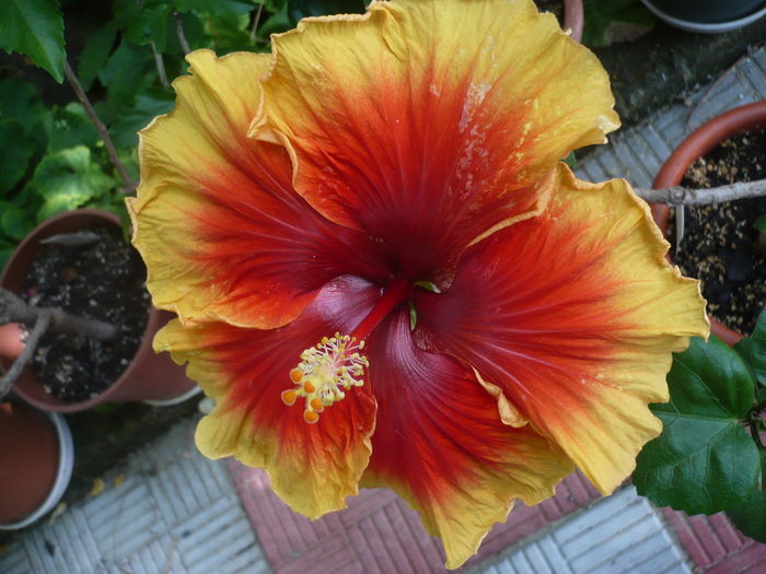 P1280009 - HIBISCUSI 2016-3