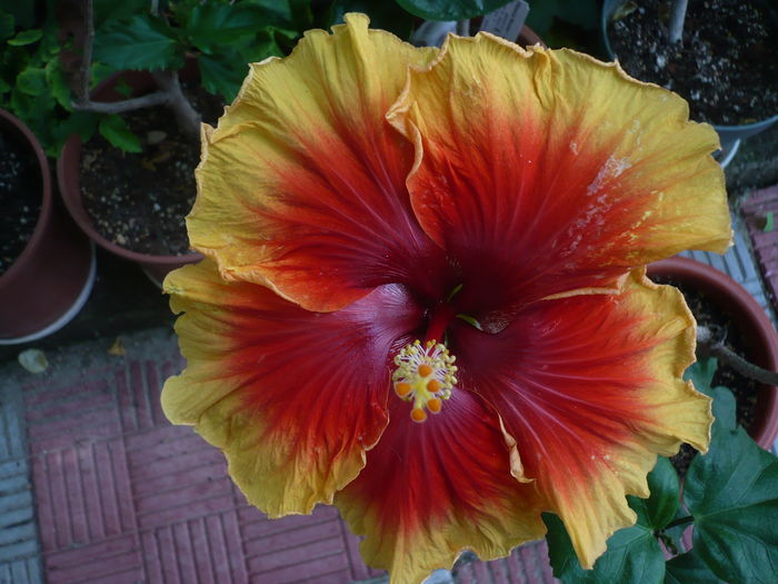 P1280010 - HIBISCUSI 2016-3