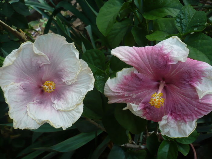 P1280012 - HIBISCUSI 2016-3