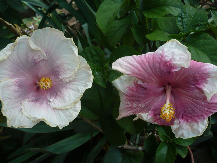 P1280013 - HIBISCUSI 2016-3