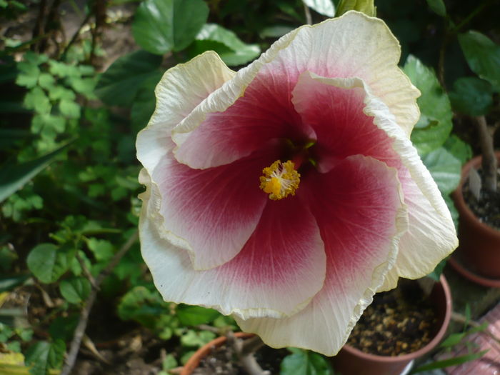 P1280014 - HIBISCUSI 2016-3