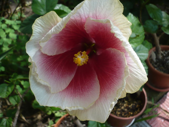 P1280015 - HIBISCUSI 2016-3