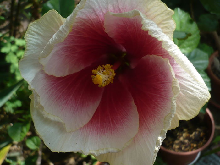 P1280016 - HIBISCUSI 2016-3