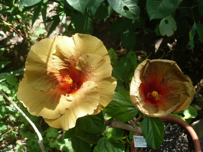 P1280017 - HIBISCUSI 2016-3