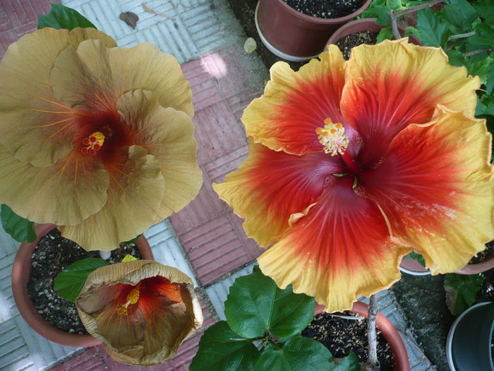 P1280022 - HIBISCUSI 2016-3