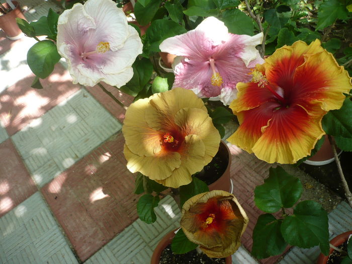 P1280024 - HIBISCUSI 2016-3