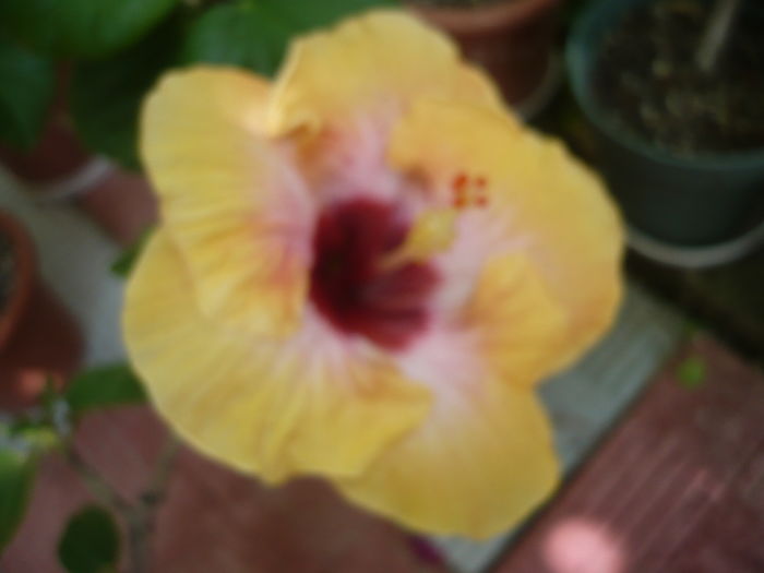 P1280027 - HIBISCUSI 2016-3